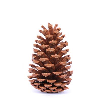 China Chirstmas Decor Factory Direct Supplies Natural Pine Cone Use For Christmas Tree Or Other Gift Decoration for sale