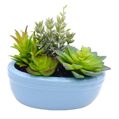 China Eco - Friendly Artificial Succulent Plants Matched Succulents Live With Planter Pots Office Home Indoor Decor for sale