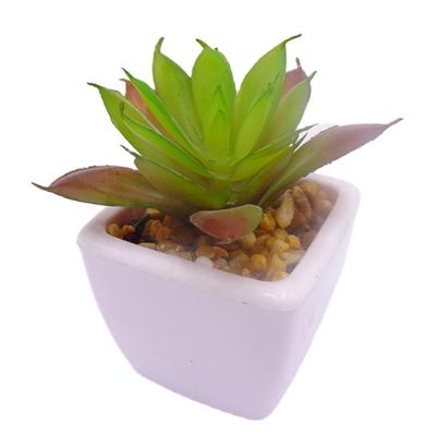 China Eco-friendly Succulent Plants Assorted Mini And Succulent Plants Supplier Cactus With Ceramic Planter Pots for sale