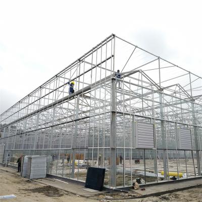 China 100/150/Stable Structure Easily Assembled200 Micron PE Film Tomato Planting Agriculture Large Multi Span Glass Venlo Greenhouse for sale