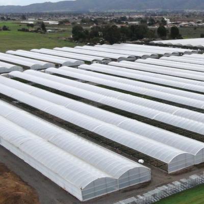 China Modern Agriculture Multi-span Easily Assembled Commercial Plastic Sheet Planting Tomato Green Strawberry Hous Hydroponic Greenhouses for sale