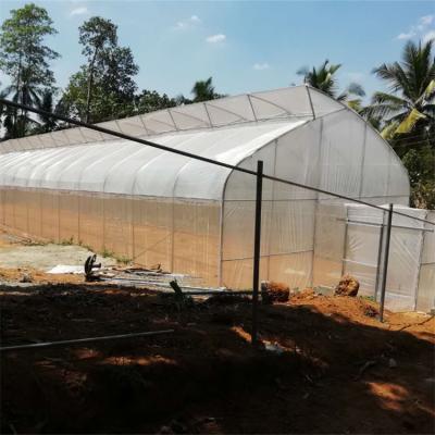 China High Gothic Vault Tunnel Tropical Hydroponic Sawtooth Growing Greenhouse Vegetables For Tomato Breeding for sale