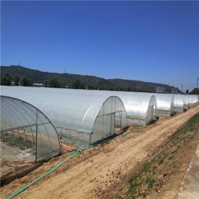 China Vegetable Turnkey Projects Quick Delivery Flowers 8*20m Fruits Tunnel Vegetables Agricultural Greenhouse Quickly For Sale for sale