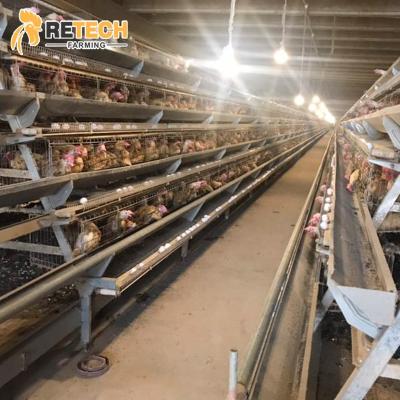 China Commercial Chicken Layer Feeding Chicken Farming Automatic Poultry Equipment For Sale for sale