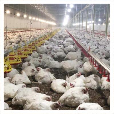 China Poultry Farm Poultry Farm Poultry Nipple Drinker Feeding Line System Pan Feeder Equipment for Broiler Chicken for sale