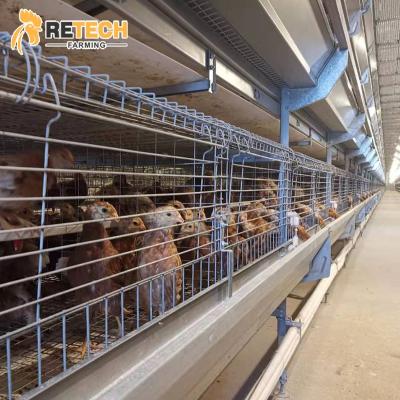 China Automatic Parent Rearing Chick Layer Broiler Breeder Poultry Field Baby Cage for sale