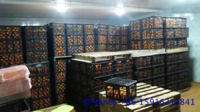 China Orange Fresh Storage Warehouse，the Temperature is between 3℃ and 5 ℃,Keep the Orange Fresh,Custom Size for sale