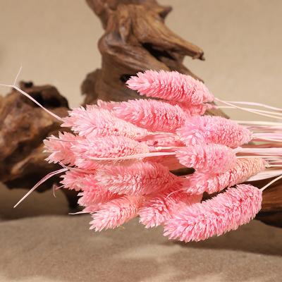 China 100% Natural Bunny Tails Arrangements Boho Wedding Hot Selling Home Decor Dried Bunny Rabbit Tails Pampas For Flower for sale