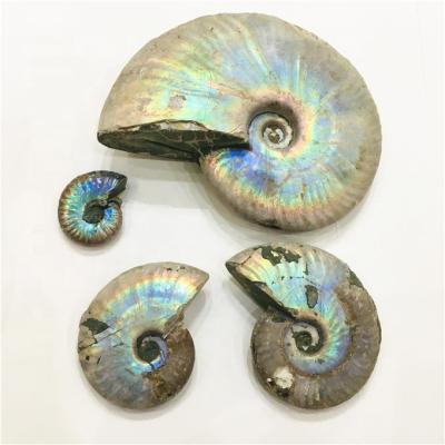 China China Wholesale Rainbow Ammonite Shining Snail Conch Fossil For Home Decoration for sale