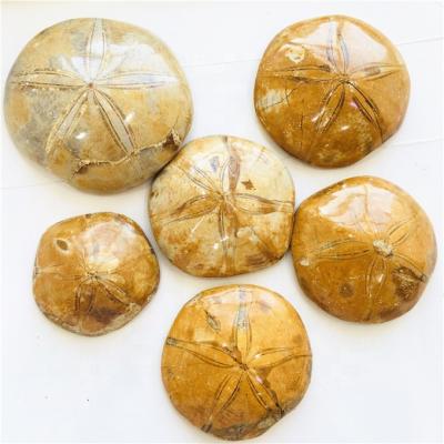 China China hot sale natural fossil starfish crystal stone for decoration for sale