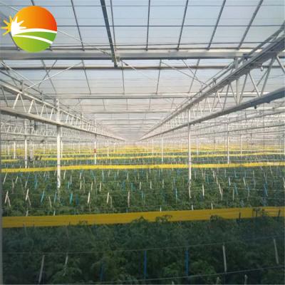 China Stable Structure Multi Span PC Sheet Polycarbonate Greenhouse for sale