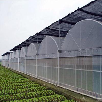 China Stable Structure Easily Assembled Customized Multi-Span Agriculture Tomato Film Hydroponic Greenhouse for sale