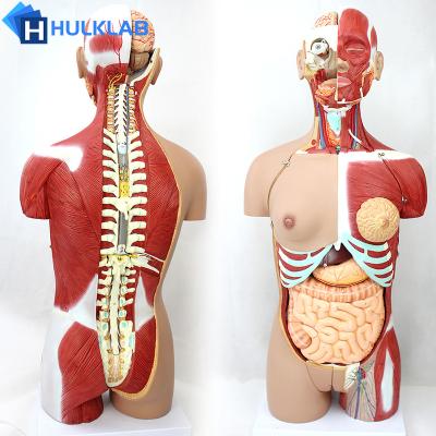 China Male and female torso 4d vision medical abdomen teaching liver human skin anatomy model for sale for sale