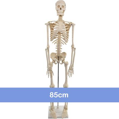 China Taught Hospitals/PVC Skeleton Plastic Human Skeleton 85cm Clinics Model With Nerves Teaching Model for sale