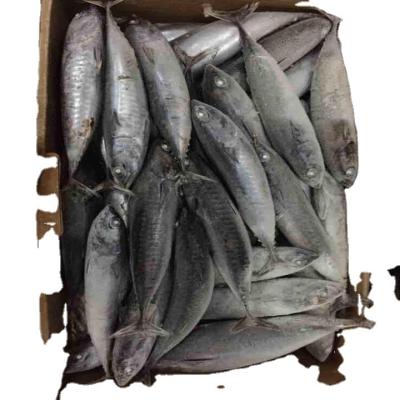 中国 natural big size seafood fish 200-250g frozen pacific mackerel raw material block in stock 販売のため