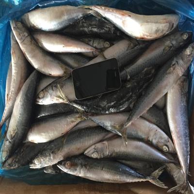 China hot selling big size white blue pacific fresh ship frozen mackerel raw material block in stock for sale