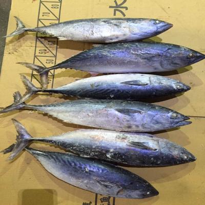 China whole round seafood fish for market 200-250g frozen pacific mackerel raw material block in stock for sale