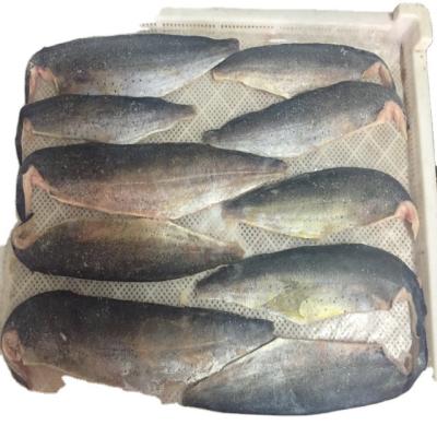 China wholesale ship round frozen pacific mackerel for market raw material block in stock for sale