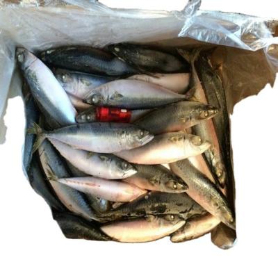 China Factory direct price high quality for market white blue 200-250g frozen pacific mackerel raw material block in stock for sale