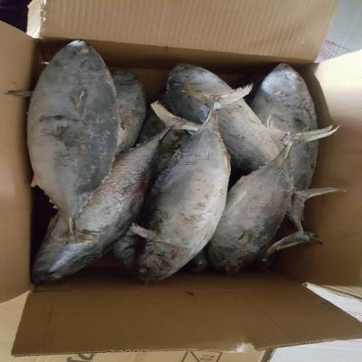 China seafood 200-250g pacific fresh ship frozen mackerel raw material block in stock zu verkaufen