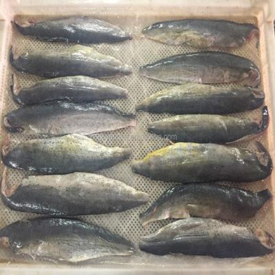 China Factory direct price high quality seafood fish 300-500g frozen big size pacific mackerel raw material block in stock for sale