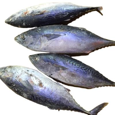 China The Ship Frozen Bonito 	Frozen Tuna Fish Skipjack Tuna OEM 750-1000g FROZEN zu verkaufen