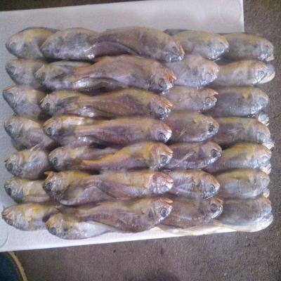 China BQF small yellow croaker Larimichthys polyactis  OEM 13-14 BQF Freezing Process HACCP for sale