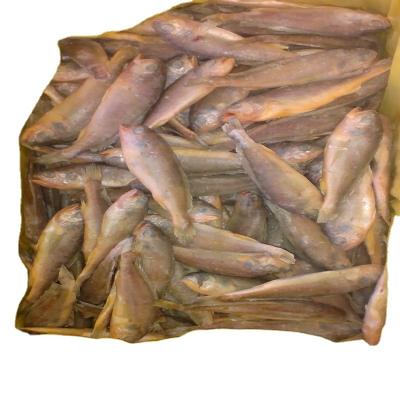 China natural low fat frozen export small yellow croaker farming raw material block in stock for sale