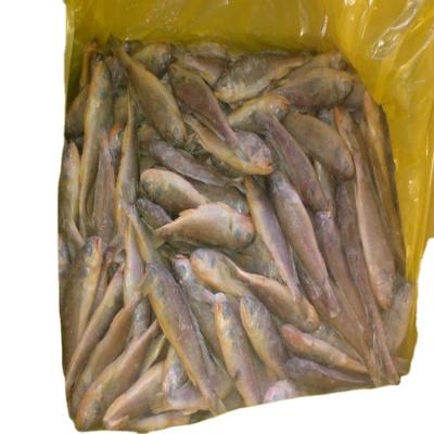 China seafood 300-400g frozen export small yellow croaker farming raw material block in stock zu verkaufen