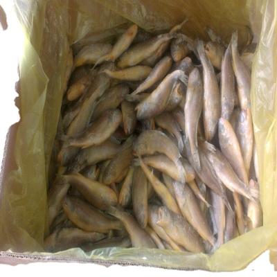 China wholesale 300-400g 300-500g frozen small yellow croaker raw material block in stock zu verkaufen