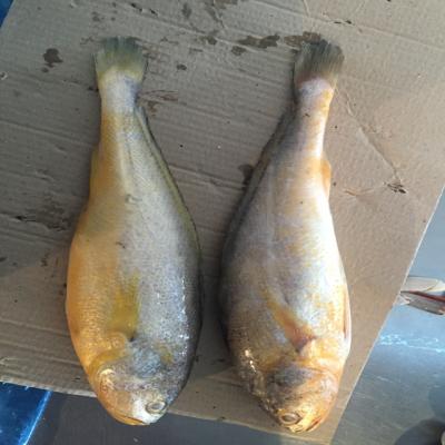 China wholesale farming ship frozen small yellow croaker fish raw material block in stock for sale