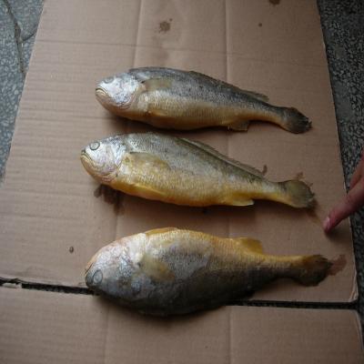 China Best Seller High Quality Frozen export fresh farming small yellow croaker raw material block in stock for sale