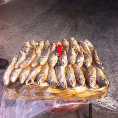 China Factory direct price high quality farming export frozen small yellow croaker raw material block in stock for sale