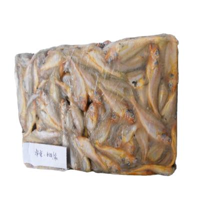 China New selling low fat 300-500g frozen fresh small yellow croaker raw material block in stock zu verkaufen