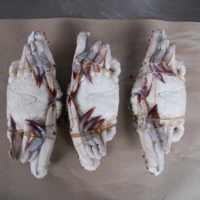 Κίνα New selling fat Frozen Crab BLUE CRAB Sales Price many other species exports crab raw material block in stock προς πώληση