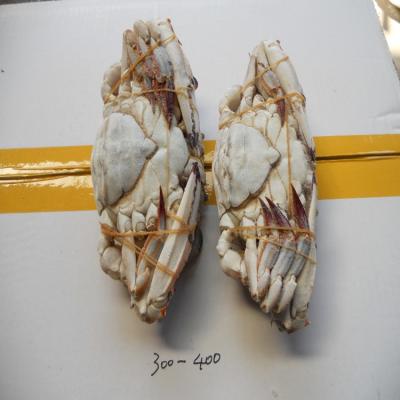 Κίνα good price big size Frozen Crab export blue swimmer frozen ghost crab raw material block in stock προς πώληση