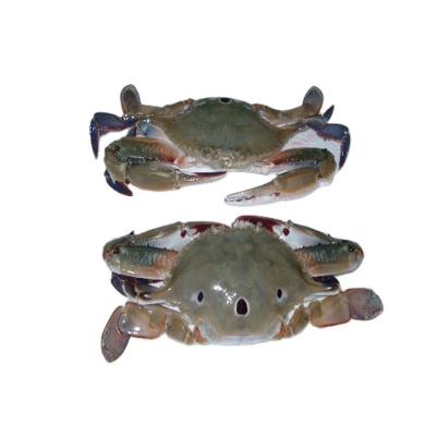 Κίνα seafood cut frozen ghost crab fat Frozen Crab raw material block in stock προς πώληση