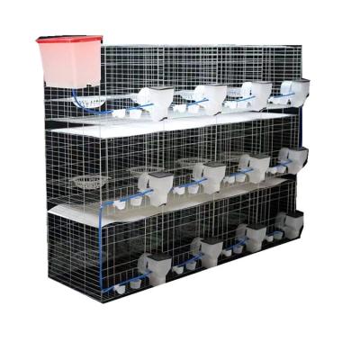 China Easily Clean Hot Selling SSD Pigeon Cage Pigeon Breeding Cage for sale