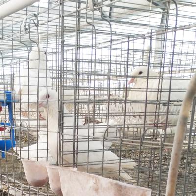 China Easily Clean High Quality Wire Breeding Pigeon Cage For Sale for sale