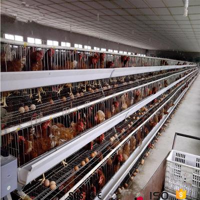 China Easily Clean Battery Cages for Broilers from Chick To Adult Broilers for sale