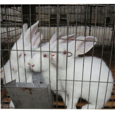 China China Factory Easily Clean Rabbit Cage For Kenya Farm for sale