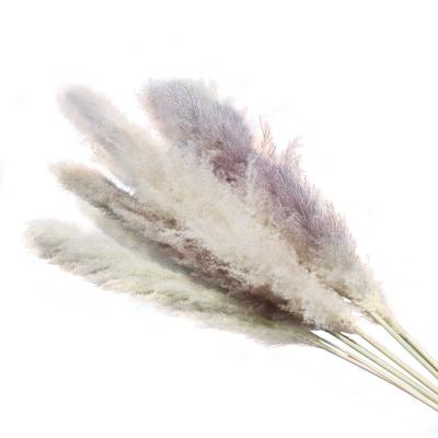 China Natural Wholesale Real Artificial Fake Pampas Flowers Fluffy Dry Pampas Grass Touch Great For Wedding Layout And Home Decoration for sale