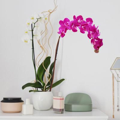 China Cheap Party Eternal Home Decoration Real Latex Flower Butterfly Orchid Artificial Touch Handmade Latex Flowers for sale