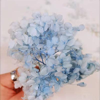 China Garden.hotel.home Decoration Wholesale Anna Hydrangea Petals Preserved Flowers Hydrangea Preserved Anna Preserved Hydrangea For Wedding Decoration for sale