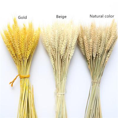 China Decoration/Display/Props/Wheat Golden Color Pastoral Farm Art Home Decoration Natural Dried Flowers Nature Ear for sale