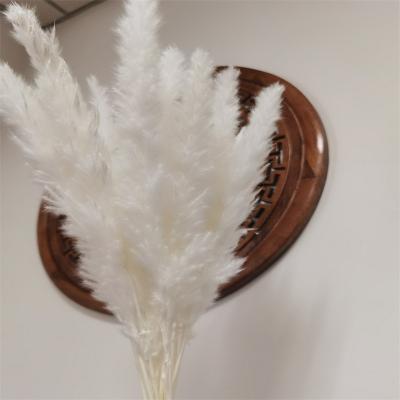 China Hot Selling Mediterranean Style Small Phragmites Pampas Grass Dry Communis Artificial Plants Wedding Flower Bunch for sale