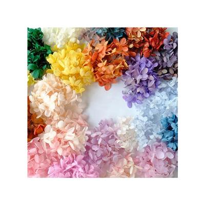 China Anna's Beautiful Colorful Multicolored Eternal Flower Preserved Flower Beautiful Colorful for sale