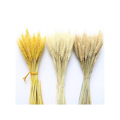 China 50Pcs Pastoral Real Farm Wheat Ear Decoration / Display / Props / Real Dried Flowers Natural Dry Flowers for Wedding Party Decoration DIY Craft Scrapbook Decor Wheat Home Bouquet for sale