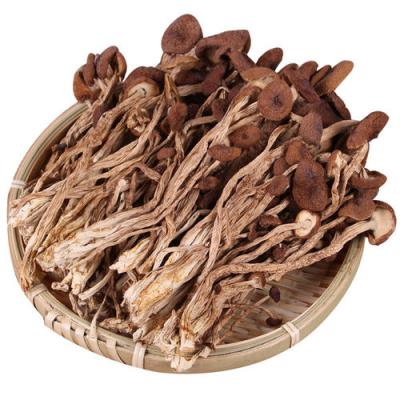 China Agrocybe aegerita tea tree dry edible fungus fungus for sale