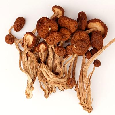 China Wholesale Good Quality Dry Mushroom Agrocybe Aegerita Tea Tree Mushroom In Bulk for sale